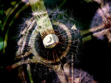 the wheel